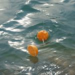 Replica Never-Ending Summer - Ảnh 6